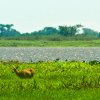 Cervo-do-pantanal